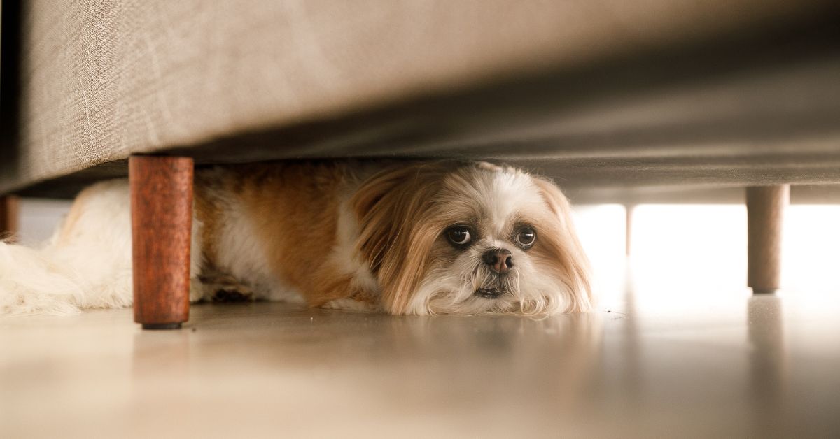 Booms, Bangs, and Whimpers: Easing Your Dog’s Noise Anxiety